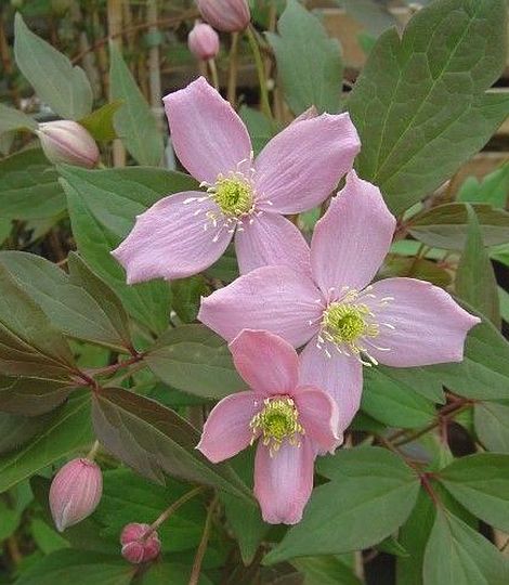 Clematis 'fragrant spring'